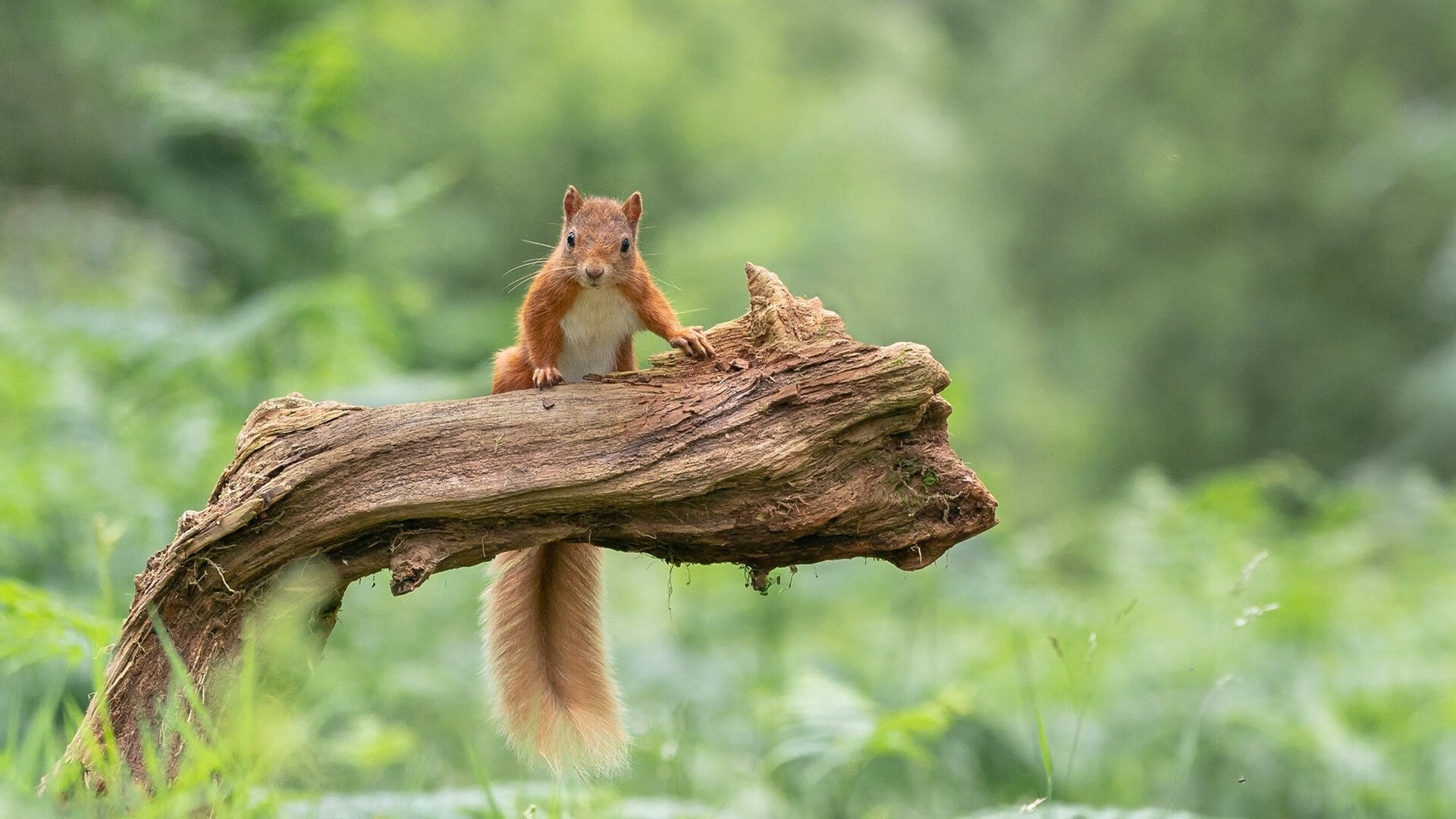 绝地逆袭，马刺智取快船，拉梅洛变身终结者