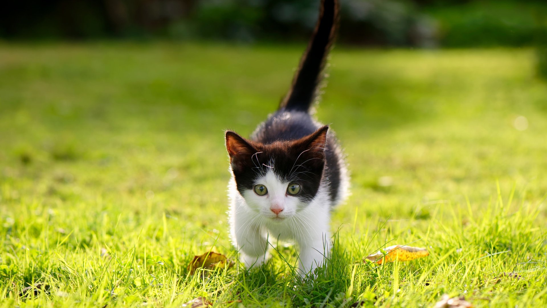 足球的颠覆美学，久保建英的璀璨突破与牙买加风暴的团队逆袭