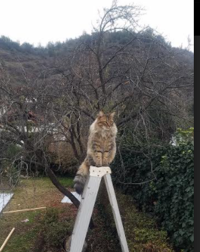 他用一粒进球，将整个欧冠之夜谱成独奏曲—拉文，在淘汰赛的刀刃上起舞