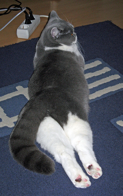 南美风暴席卷袋鼠军团,秘鲁战术压制,迪巴拉利刃出鞘