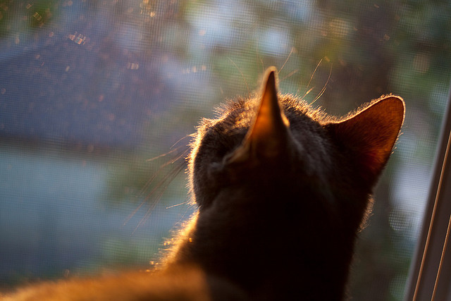 三狮门神临危受命，拉亚一战封神！乌克兰逆袭威尔士背后的战术革命