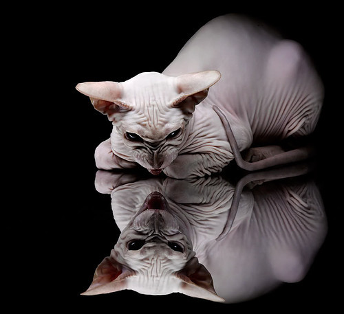 方向盘与绿茵场，当爱尔兰逆袭日耳曼战车