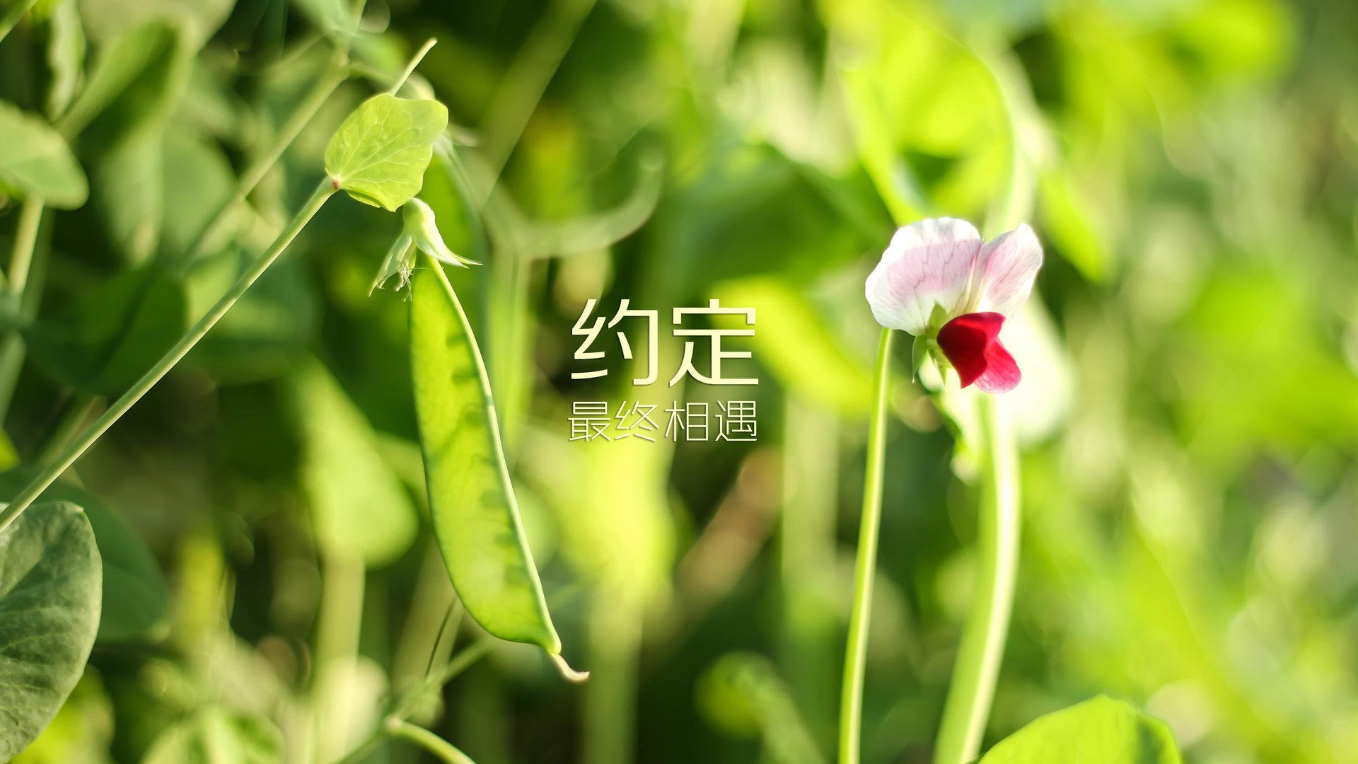 唯一剧本,贝林厄姆绝命双响,保加利亚掀翻奥地利闯入世界杯八强