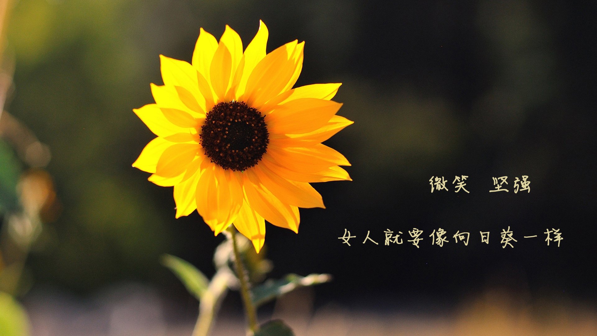 铁血逆转与门神悲歌,2026世界杯C组最强对话,阿根廷临场变阵2-1绝杀越南,库尔图瓦虽神勇难敌天时