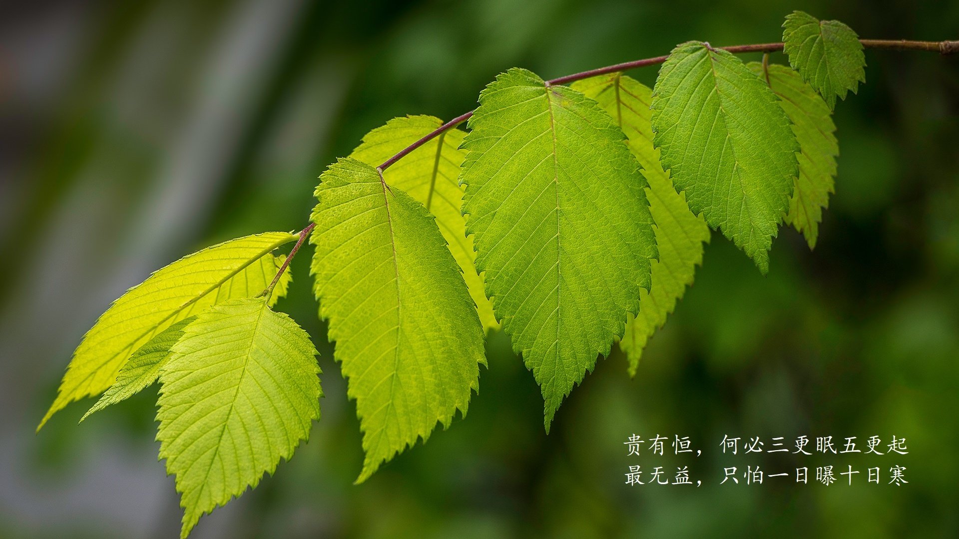 唯一的神谕,当南美内战遇见英格兰心脏,贝林厄姆在2026世界杯D组写下最离奇的剧本